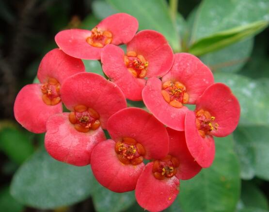 虎刺梅致癌嗎，長期接觸導(dǎo)致人們身體細(xì)胞癌變