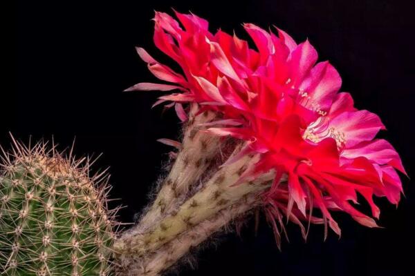 仙人掌開花圖片，既驚艷又罕見