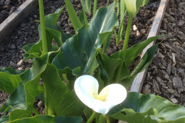 滴水觀音與海芋的區(qū)別