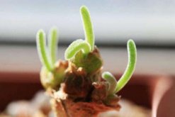 碧光環(huán)怎么種植，4步即可完成碧光環(huán)的種植