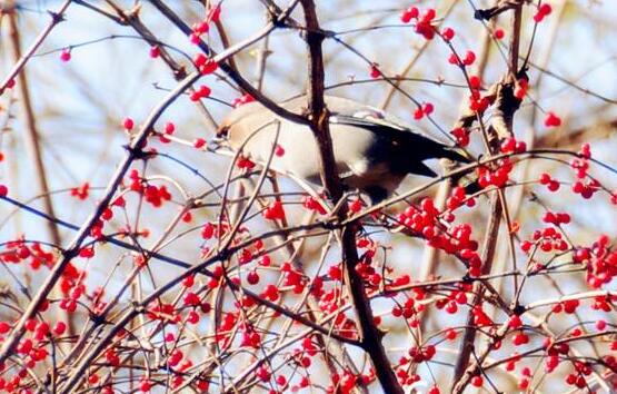 紅豆杉的藥用價(jià)值，盤點(diǎn)紅豆杉六大藥用價(jià)值