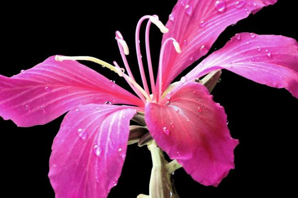 紫荊樹和紫荊花的區(qū)別