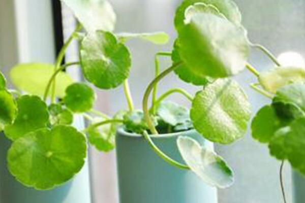 銅錢草結(jié)籽了怎么辦