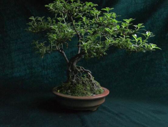 提根六月雪怎么養(yǎng)好，教你六個(gè)步驟造型更加美觀