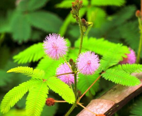 常碰含羞草有毒嗎，導致頭發(fā)眉毛發(fā)黃脫落(最好避免)