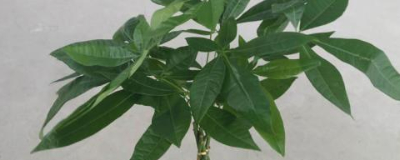 發(fā)財樹澆水往哪里澆