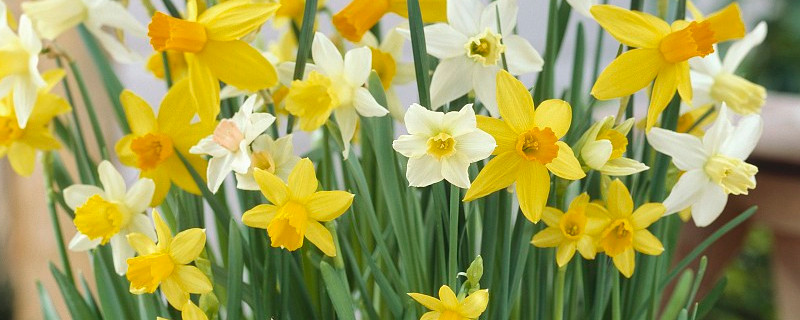 為什么水仙花會(huì)下垂呢