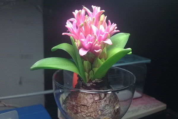 風信子怎么養(yǎng)水培