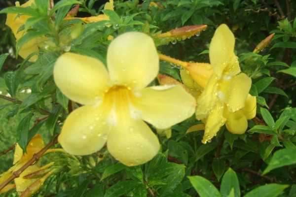 香水茉莉的養(yǎng)殖方法和注意事項(xiàng)