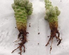 仙人掌爛根原因，仙人掌爛根怎么辦/重新栽培