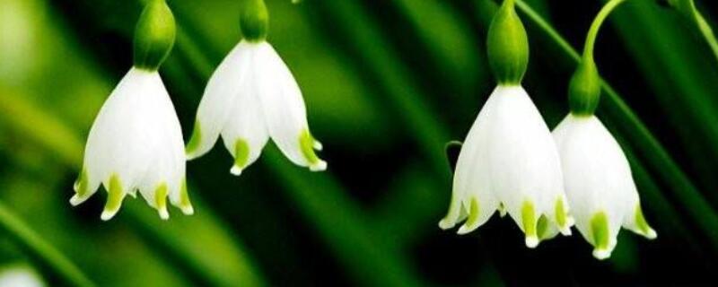 風(fēng)鈴吊蘭怎么養(yǎng)