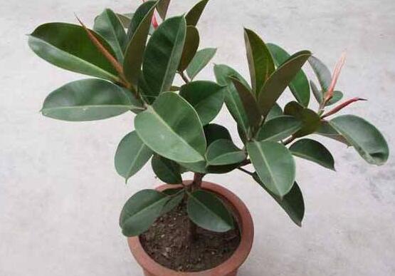 橡皮樹怎么養(yǎng)，牢記七個(gè)步驟就可養(yǎng)好