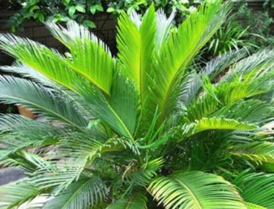 為什么蘇鐵不長(zhǎng)新葉子，教你三種最直觀有效解決辦法