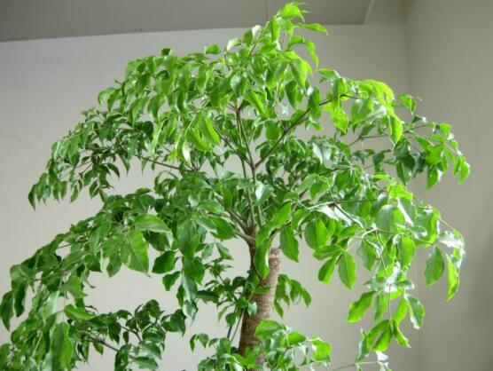 幸福樹(shù)的養(yǎng)殖方法，老農(nóng)教你八大基本養(yǎng)殖方法