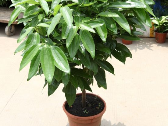 如何給平安樹松土，以樹干為中心、沿周圍輕鏟