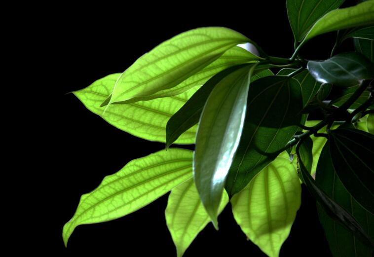 平安樹(shù)葉子發(fā)黑的原因，病蟲(chóng)害等三種原因造成