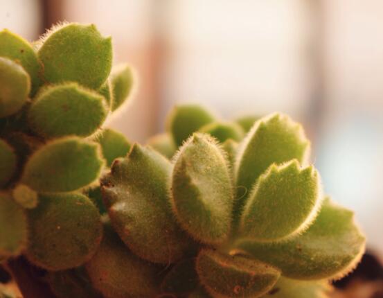 熊童子葉子發(fā)軟怎么辦，總結(jié)最實(shí)用三種解決方法