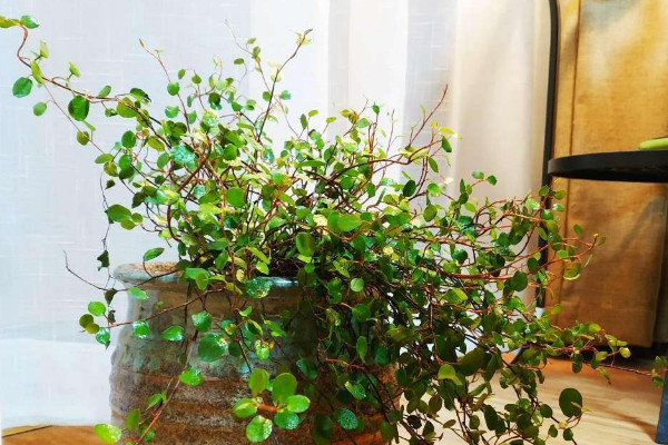 千葉吊蘭怎么養(yǎng)才能更旺盛