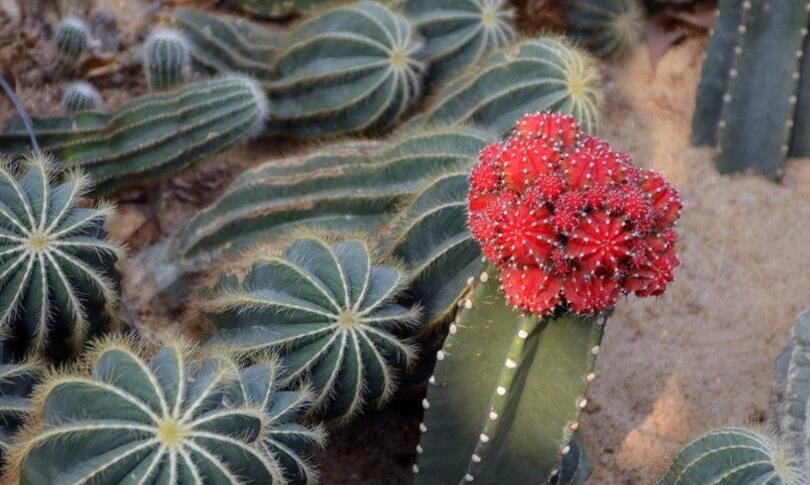 仙人掌的用途，電腦工作者的福音