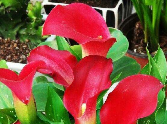 紅色馬蹄蓮花語，圣潔虔誠、永結(jié)同心、吉祥如意