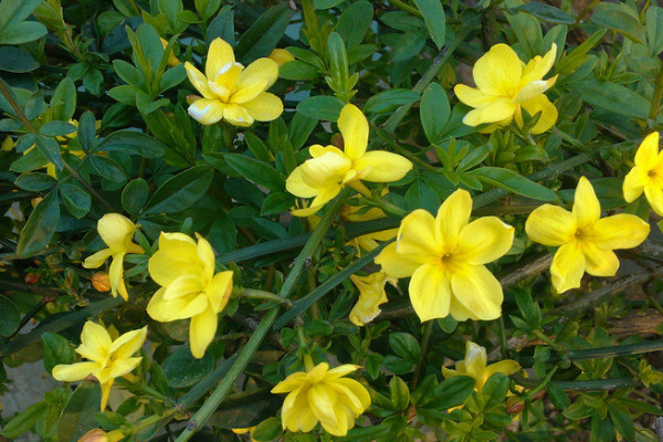 迎春花干了還會(huì)活嗎