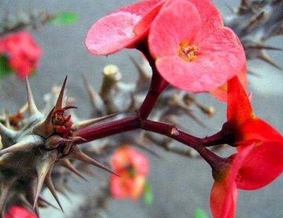虎刺梅花瓣有毒嗎，皮膚接觸紅腫發(fā)癢/誤食惡心嘔吐