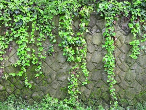 好看的常春藤盆景圖片欣賞，綠化環(huán)境、春天長駐