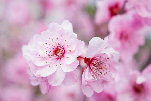 桃花的栽培方法，栽培后的養(yǎng)護非常關(guān)鍵