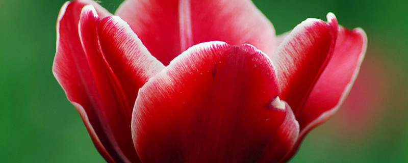 郁金香第二年怎么養(yǎng)