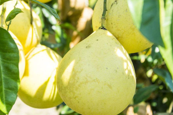 柚子樹幾年開花結(jié)果