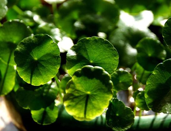 土培銅錢草怎么養(yǎng)，掌握八點(diǎn)因素就可以爆盆了（適合新手）