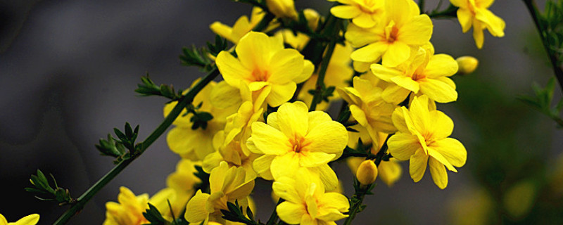 迎春花光長(zhǎng)葉不開(kāi)花怎么辦