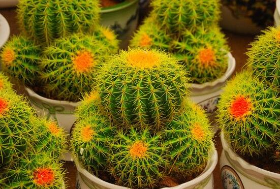 仙人球爛了怎么辦，及時修剪爛根、消毒/保持通風(fēng)透氣