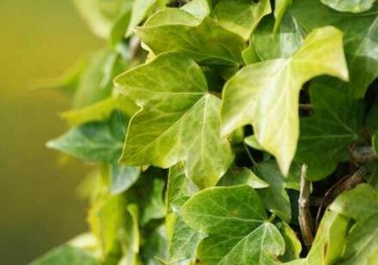 小葉常春藤的養(yǎng)殖方法，教你八個簡單易學基本方法