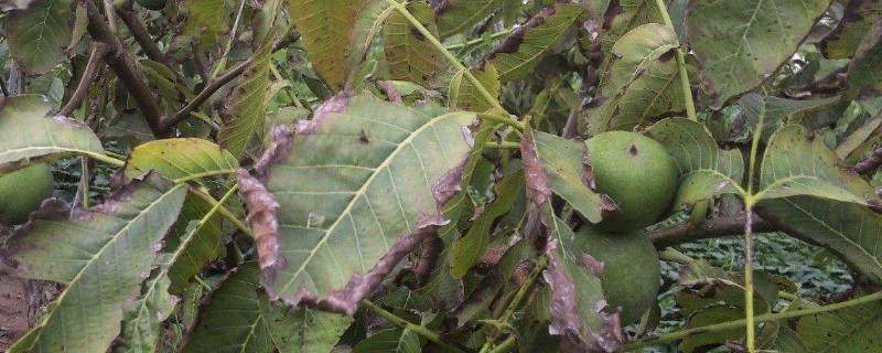 核桃果發(fā)黑怎樣防治