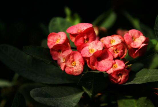 虎刺梅的養(yǎng)殖方法，老農(nóng)總結(jié)六大最實(shí)用基本養(yǎng)殖技巧