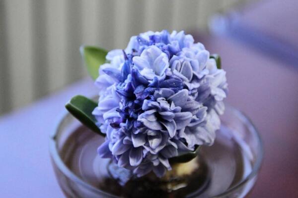 風(fēng)信子的繁殖方法，分球繁殖以及播種繁殖詳解