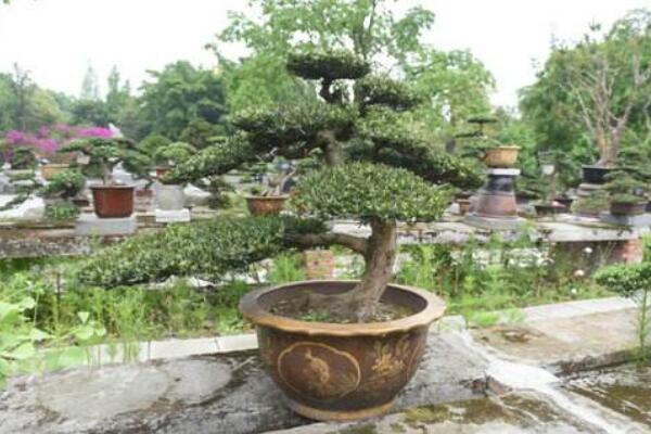 黑珍珠羅漢松如何養(yǎng)護(hù)