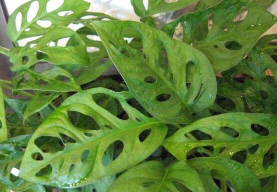 萬(wàn)年青種類(lèi)及圖片大全，盤(pán)點(diǎn)做好看的六大種類(lèi)