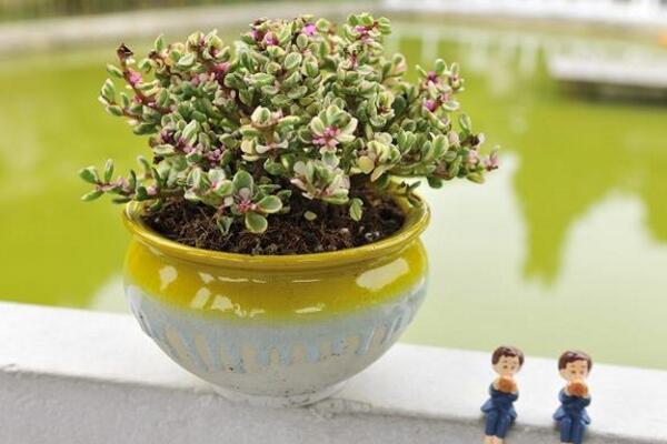 雅樂之舞怎么修枝，建議在春秋季節(jié)進行修剪