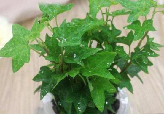 常春藤怎么扦插，做好六大要點(diǎn)存活率百分百