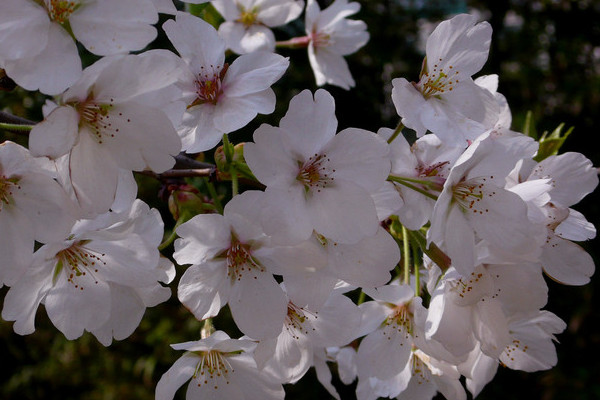 日本櫻花什么時(shí)候開(kāi)