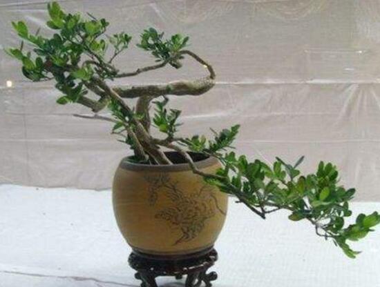 九里香怎么修剪，九里香的修剪圖解