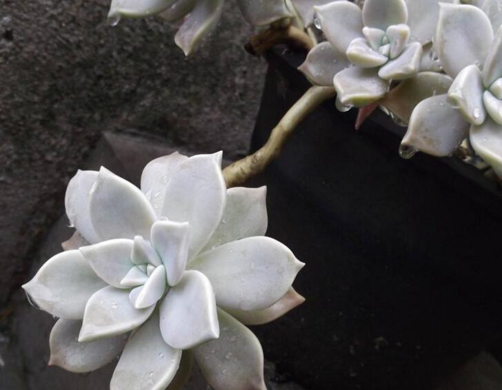 如何養(yǎng)寶石花，寶石花的四季養(yǎng)護方法介紹