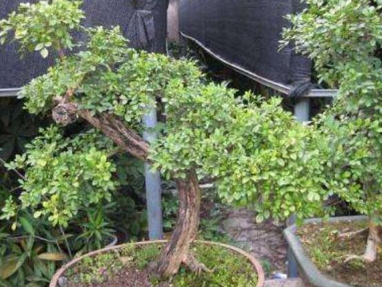 九里香剪枝后多久開花，春季修剪最佳/百天后花開爆盆