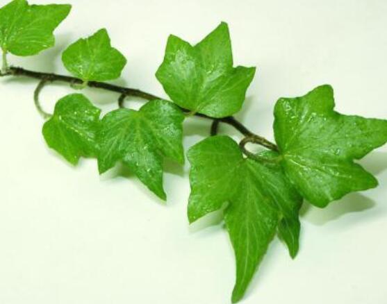 常春藤葉片干枯怎么辦，四種原因以及解決方法