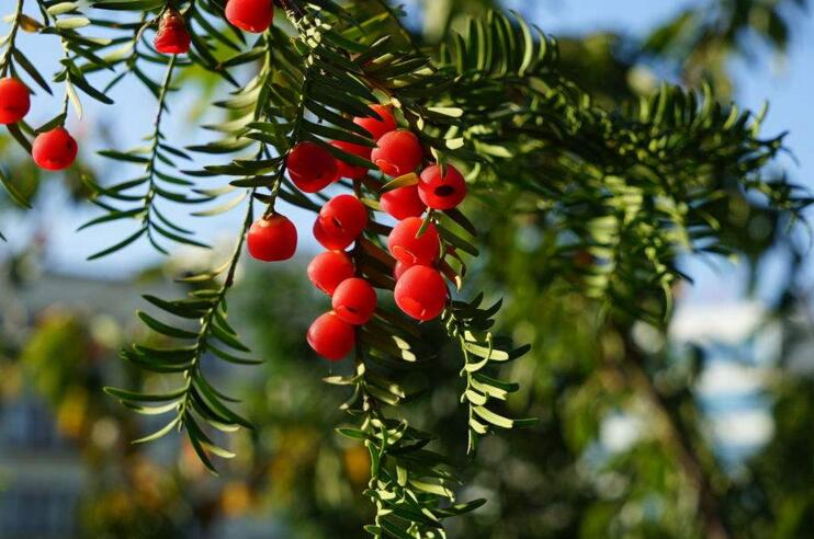 紅豆杉泡水喝有什么作用，不光抗癌還利尿消腫