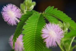 家里能養(yǎng)含羞草嗎，不能養(yǎng)（引起脫發(fā)、導(dǎo)致孕婦流產(chǎn)）