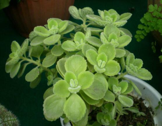 碰碰香夏天怎么養(yǎng)，做好四個(gè)要點(diǎn)便可安然度夏