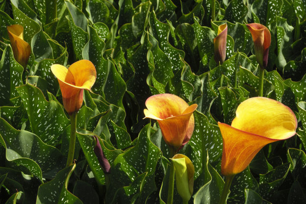 馬蹄蓮北方怎么養(yǎng)殖